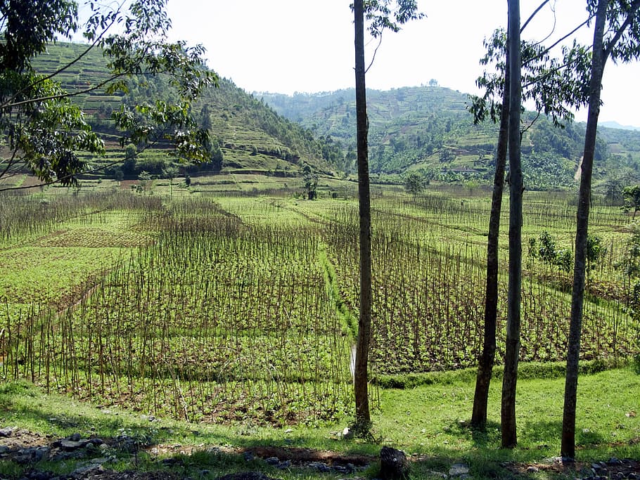 landscape photography of rice field, rwanda, fields, agriculture HD wallpaper