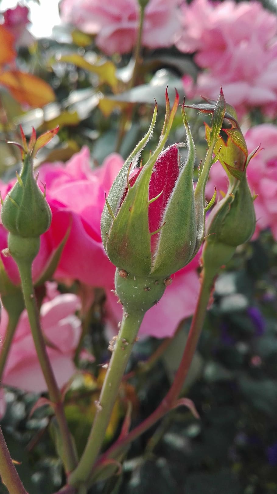 rose, bud, flowers, nature, pink Color, plant, petal, purple HD wallpaper