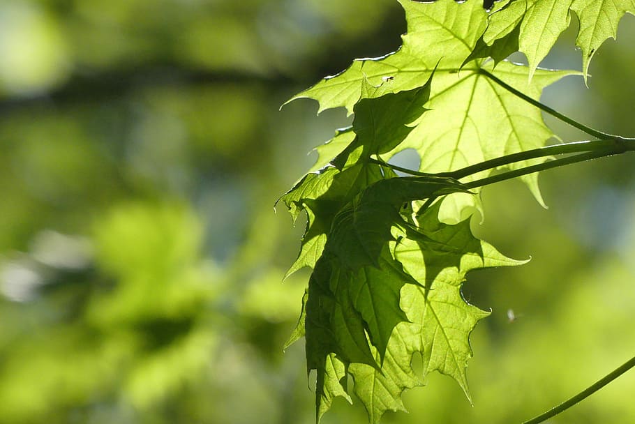 leaf, nature, plant, summer, at the court of, the environment HD wallpaper