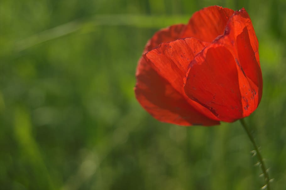 Tulip, Flower, red, nature, beauty in nature, petal, growth HD wallpaper