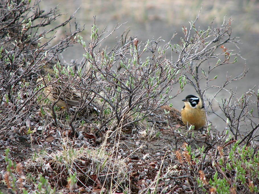 Smith's Longspur looking for food in Gates of Arctic National Park, Alaska