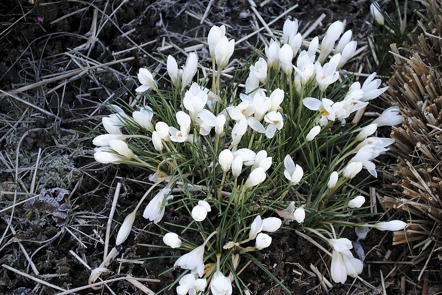 spring, flower, nature, plant, snowdrop, white, close, white color HD wallpaper