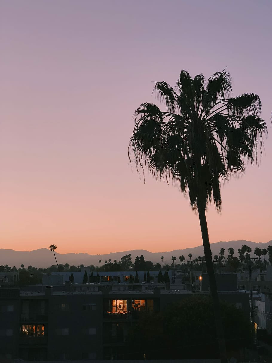 silhouette of palm tree during sunset, black leafed tree under white sky, HD wallpaper