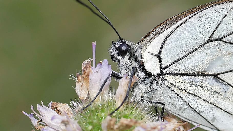 butterfly, white, macro, insect, animal themes, animal wildlife HD wallpaper