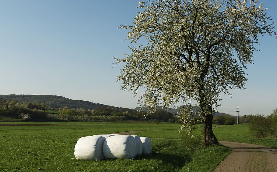 tree, bale, flowers, meadow, lane, sky, mountainous, hill, nature HD wallpaper