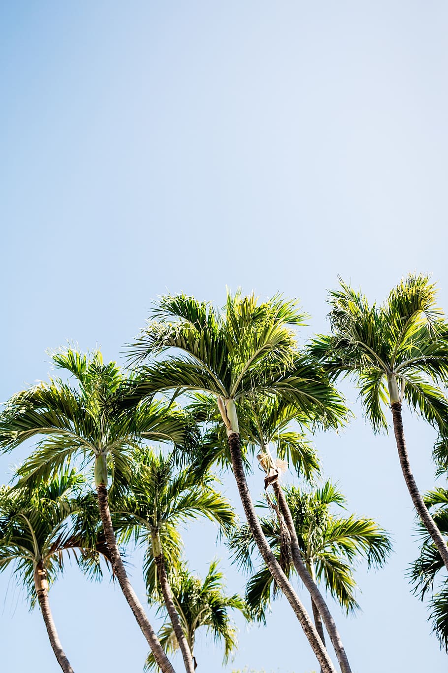 nature, trees, plants, blue, palm tree, sky, tropical climate HD wallpaper