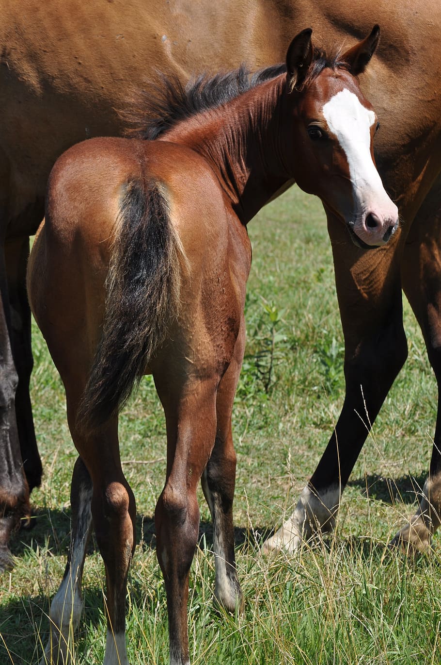 brown and white horse, colt, bay, mammal, foal, mare, equine