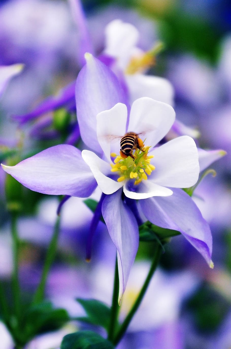flower, bee, nature, insect, purple, flowering plant, petal HD wallpaper