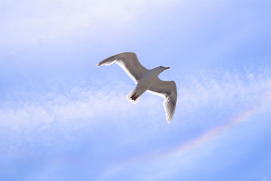 Seagull, Rainbow, Nature, Bird, sky, summer, blue, cloud, water HD wallpaper