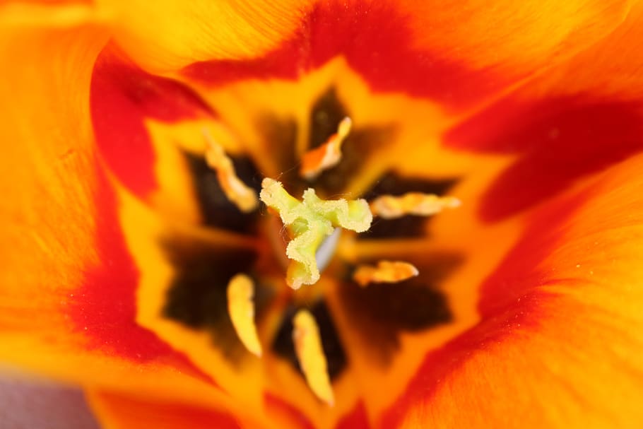 tulip, flower, spring, stamp, orange, flowering plant, freshness HD wallpaper