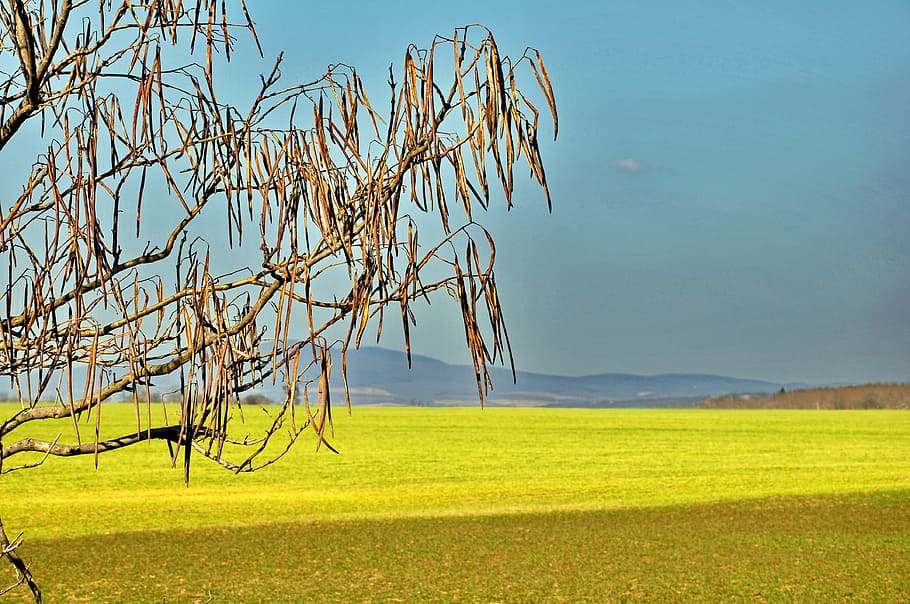 Spring, Yellow, Sunshine, nature, rural Scene, tree, agriculture HD wallpaper