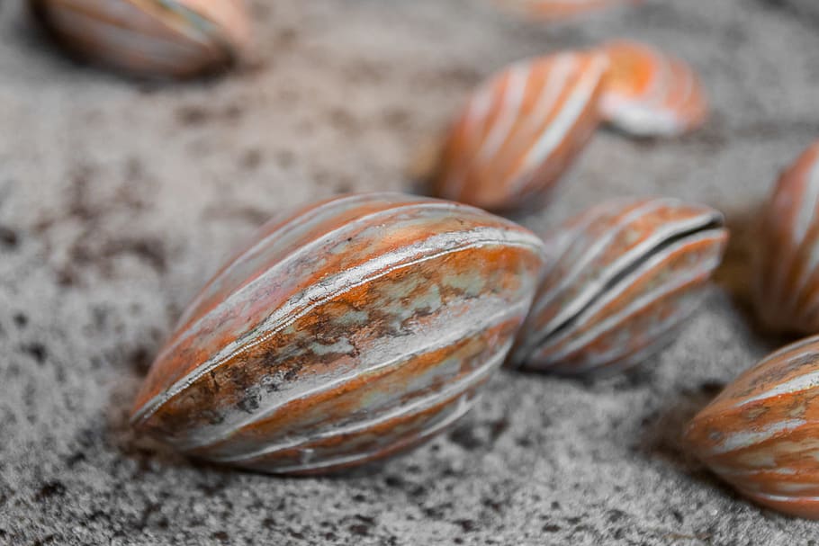 shells, crustaceans, marine, sea, seashell, sand, beach, molluscum HD wallpaper