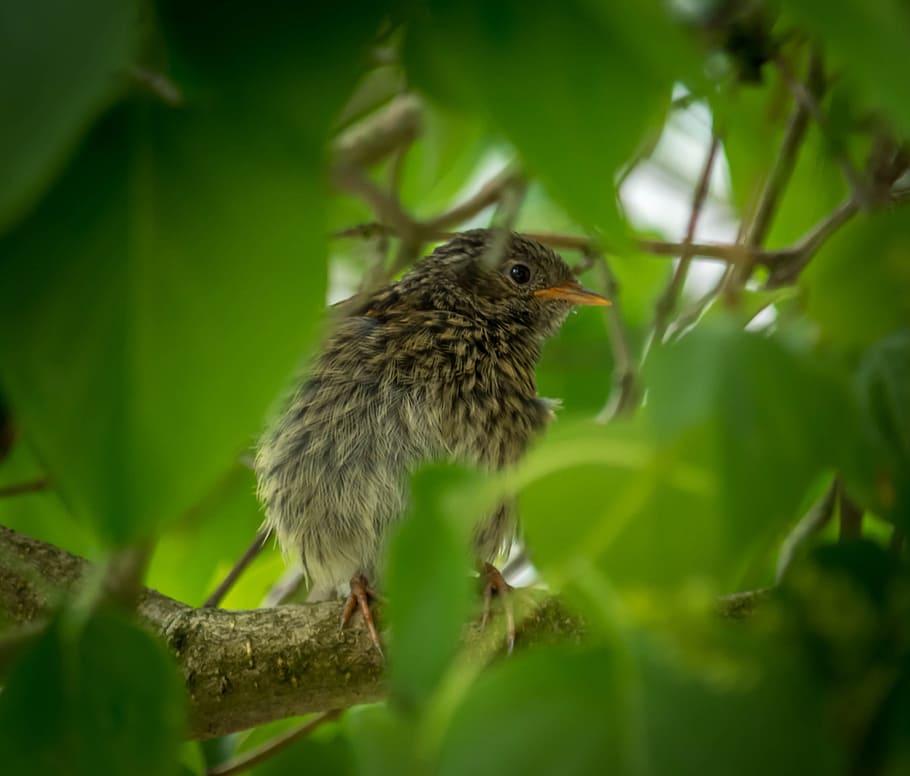 bird, tree, summer, nature, spring, green, natural, animal HD wallpaper