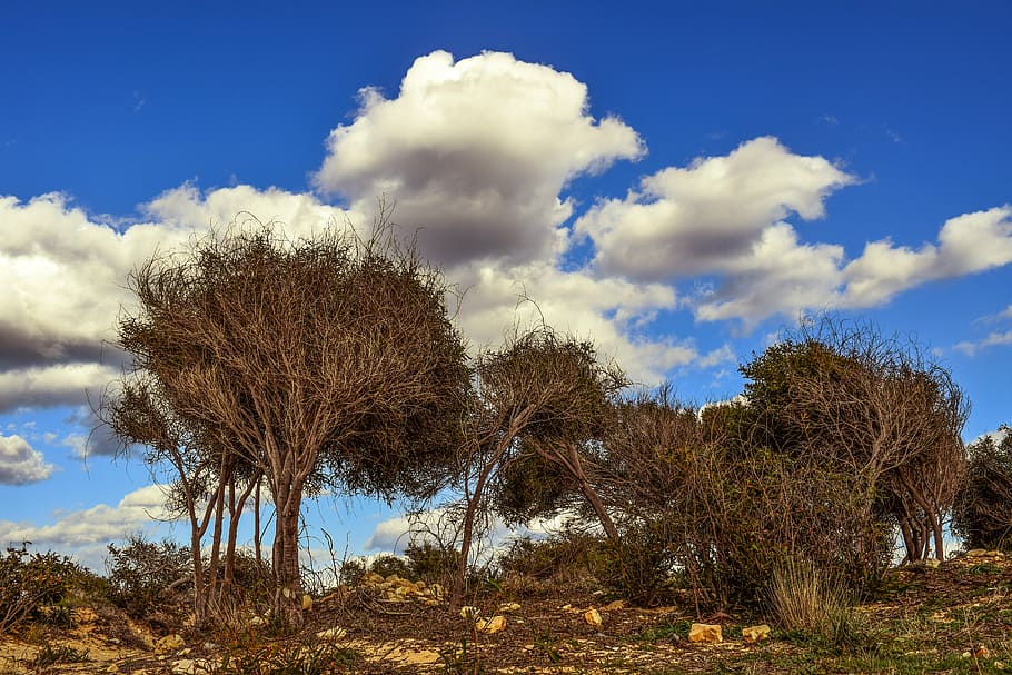 trees, nature, scenery, copse, landscape, winter, sky, clouds HD wallpaper