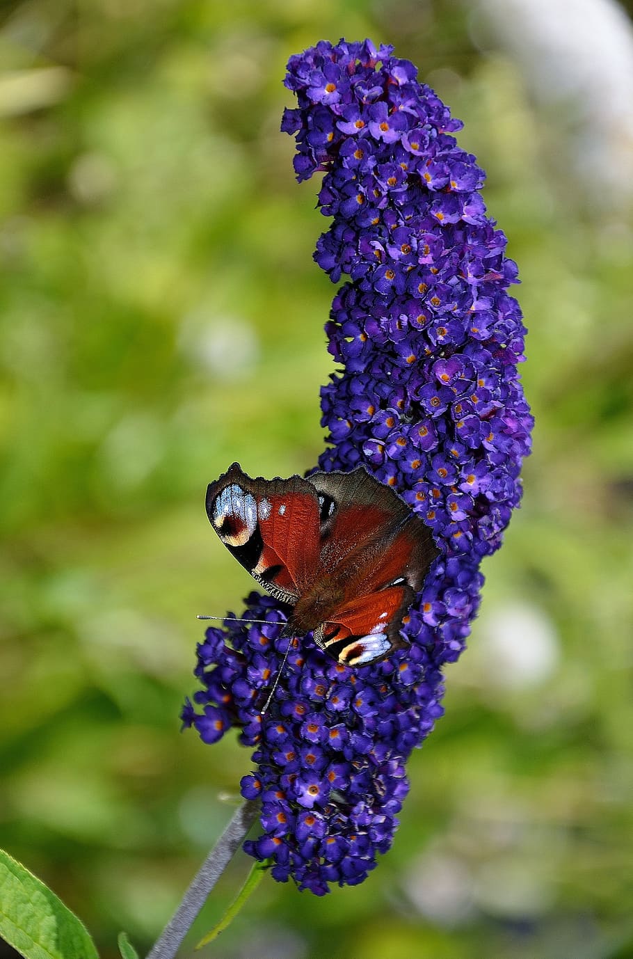 butterfly, red, admiral, butterflies, insects, animal, flower, HD wallpaper