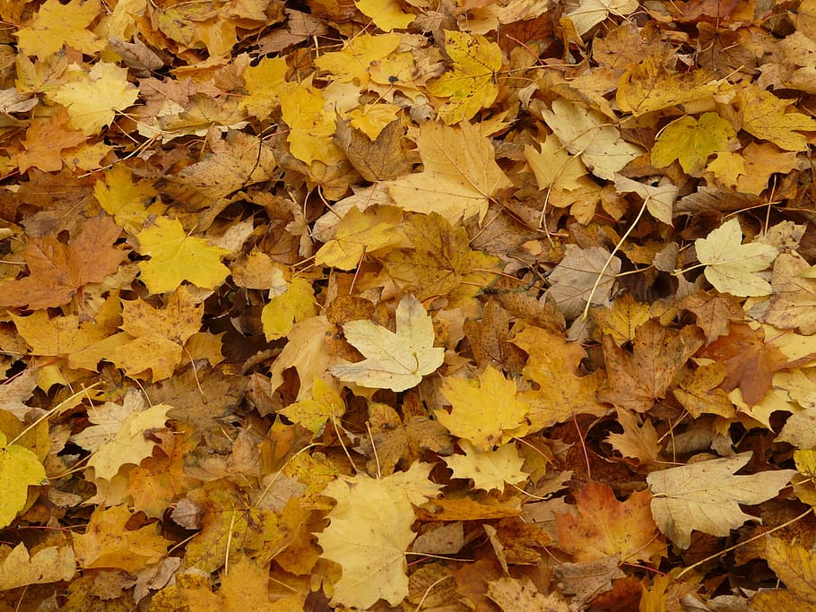 leaves, fall foliage, maple, maple leaves, autumn, yellow, plant part HD wallpaper