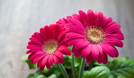 closeup photography of red gerbera daisies, flower, spring HD wallpaper