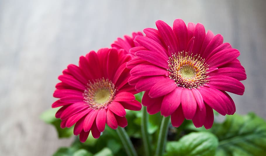 closeup photography of red gerbera daisies, flower, spring HD wallpaper