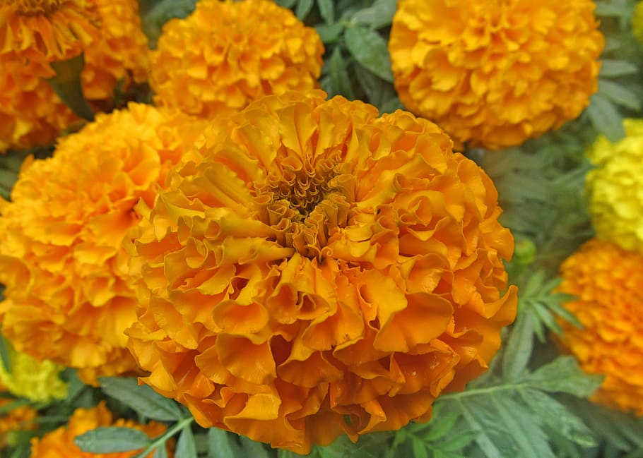 flower, orange, macro, yellow, garden, plant, nature, botanical HD wallpaper