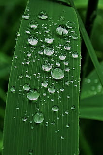 Raindrop, Dew, Reed, Nature, Green, water, leaf, wet, macro HD wallpaper