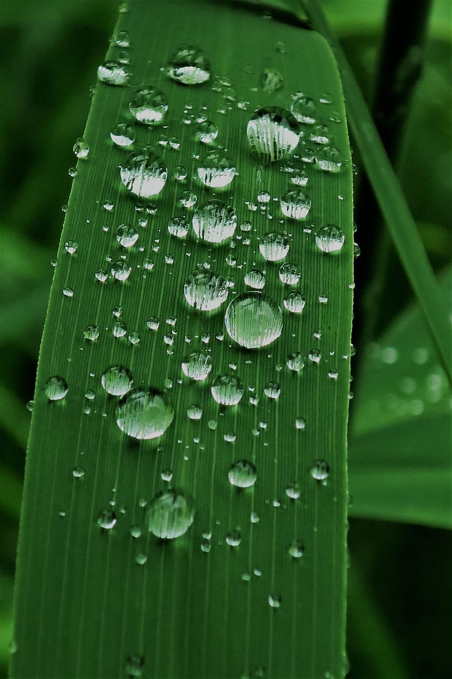 Raindrop, Dew, Reed, Nature, Green, water, leaf, wet, macro HD wallpaper