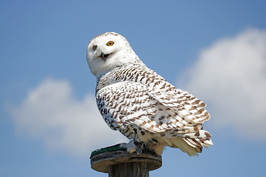 Hd Wallpaper White Owl Perched On Wooden Pedestal Hedwig Harry