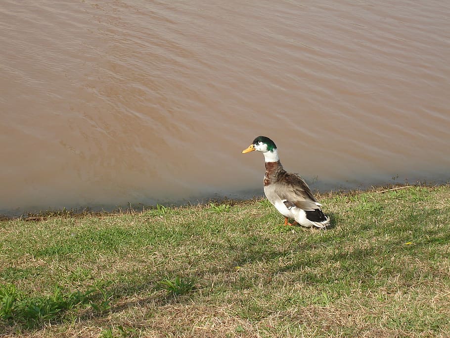duck, pond, grass, water, nature, bird, lake, animal, wildlife HD wallpaper