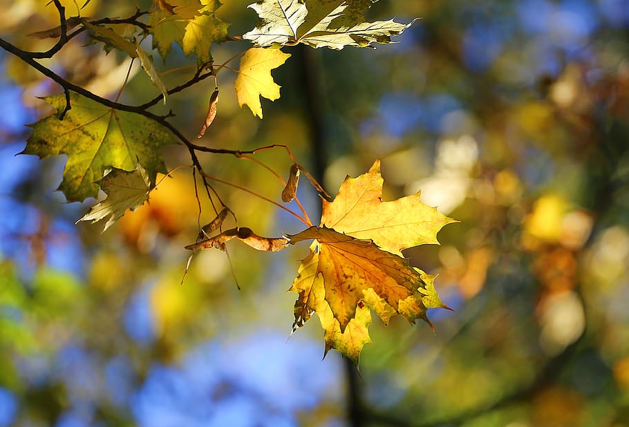 autumn, beauty, paint, leaves, yellow, red, russia, charm, stroll, HD wallpaper