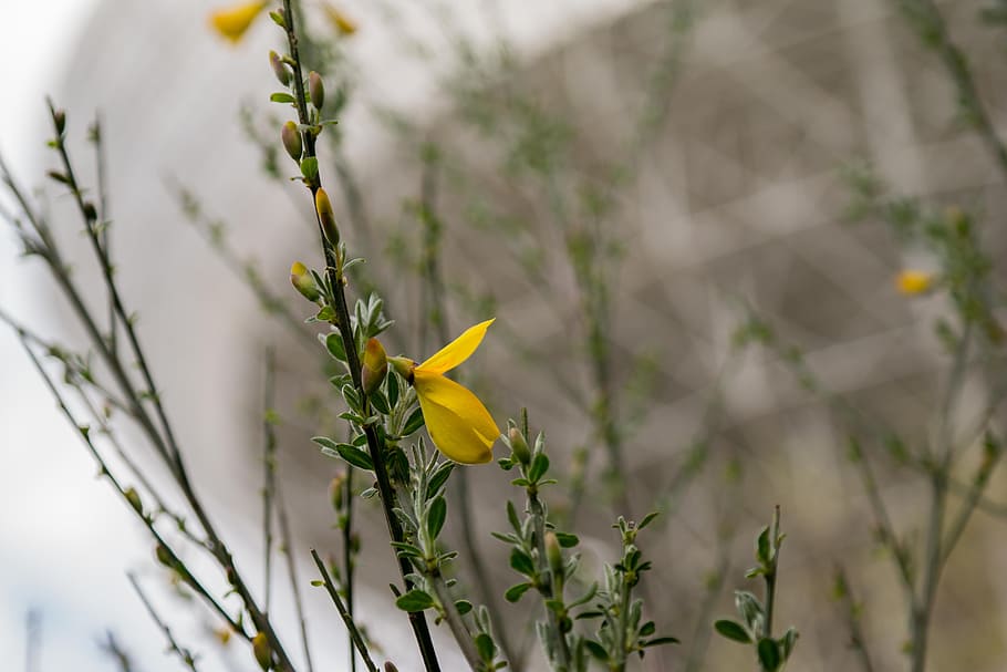 broom, radio telescope, effelsberg, blossom, bloom, yellow, HD wallpaper