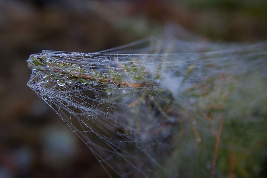 Cobweb, Spider, Network, Networking, power point, one animal HD wallpaper