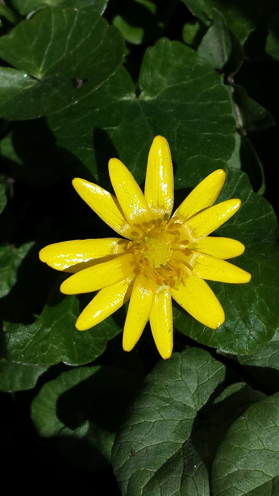 Spring, Flower, Yellow, summer, petal, freshness, flower head HD wallpaper