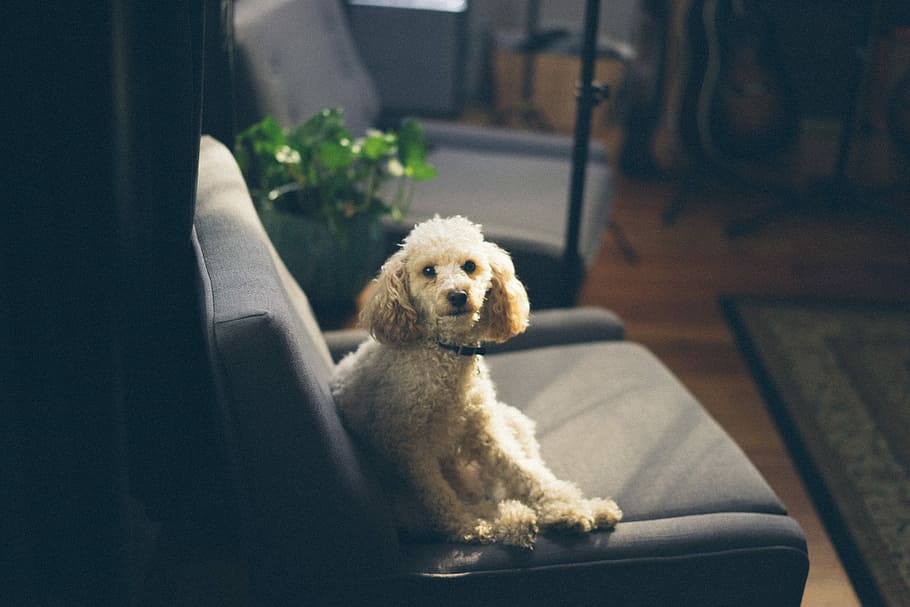 dog sitting on sofa inside room, photography of white toy poodle, HD wallpaper