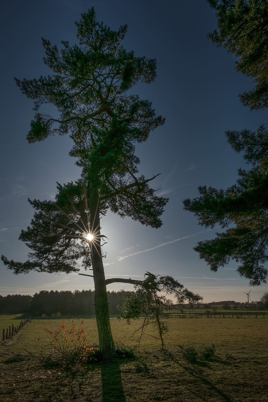 tree, sun, sunny, nature, landscape, sunlight, outdoor, bright HD wallpaper