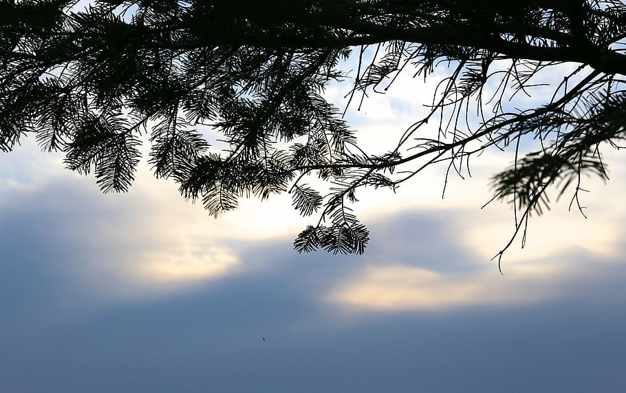 cloud, himmel, spruce, branch, evening, sky, tree, plant, cloud - sky HD wallpaper