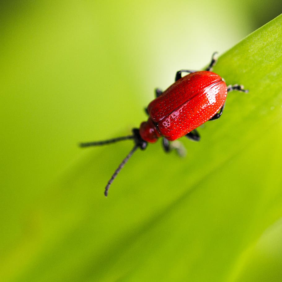 macro shot photo of a red bug on green leaf, closeup photo of red blister beetle perching on green leaf HD wallpaper