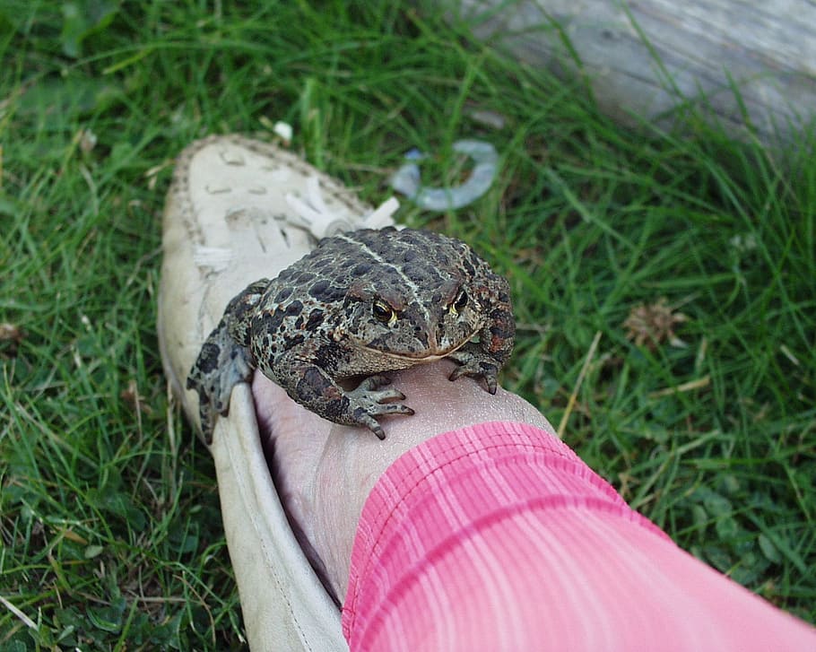 Toad, Leg, Animal, Nature, Meadow, Grass, reptile, wildlife HD wallpaper