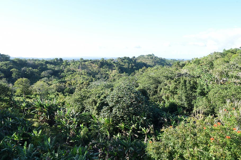 trees, utuado, forest, tropical, plant, green, islands, nature HD wallpaper