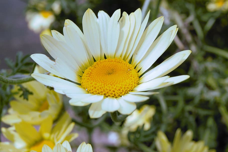 flower, petals, bloom, nature, summer, plant, daisy, yellow HD wallpaper
