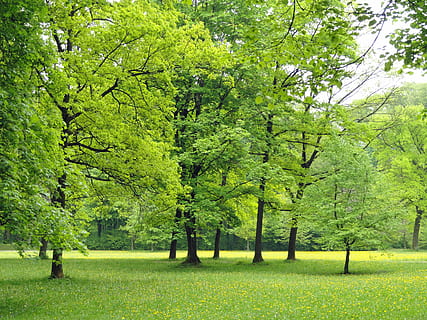 green leaf trees, germany, nature, foliage, woods, outside HD wallpaper