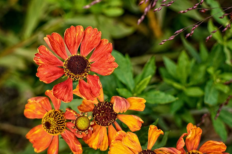 Sun, Brews, Helenium, Composites, sun brews, flower garden HD wallpaper
