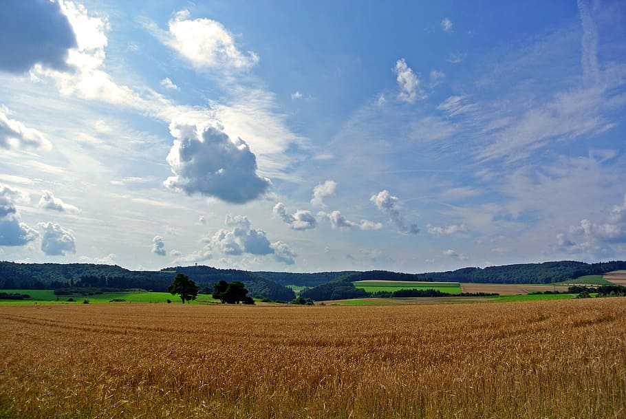 Cereals, Fields, Clouds, Sky, agriculture, summer, mood, nature HD wallpaper
