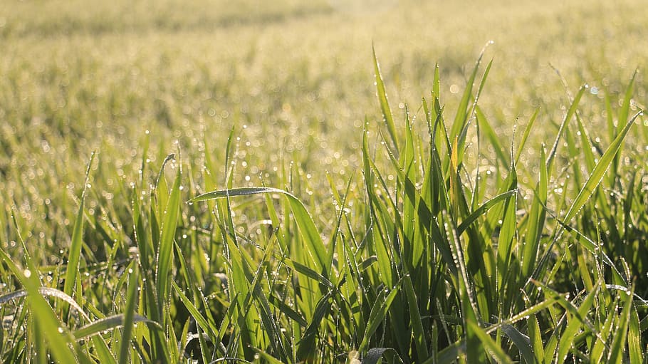 Grass, Dew, Fresh, field, growth, agriculture, nature, crop HD wallpaper