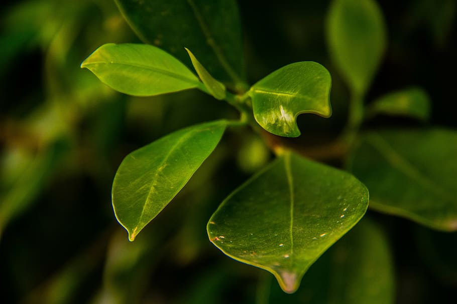 green, leaves, spring, leaf, nature, green Color, plant, environment HD wallpaper