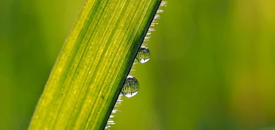macro shot photography of water drop of leaves, plant, nature HD wallpaper