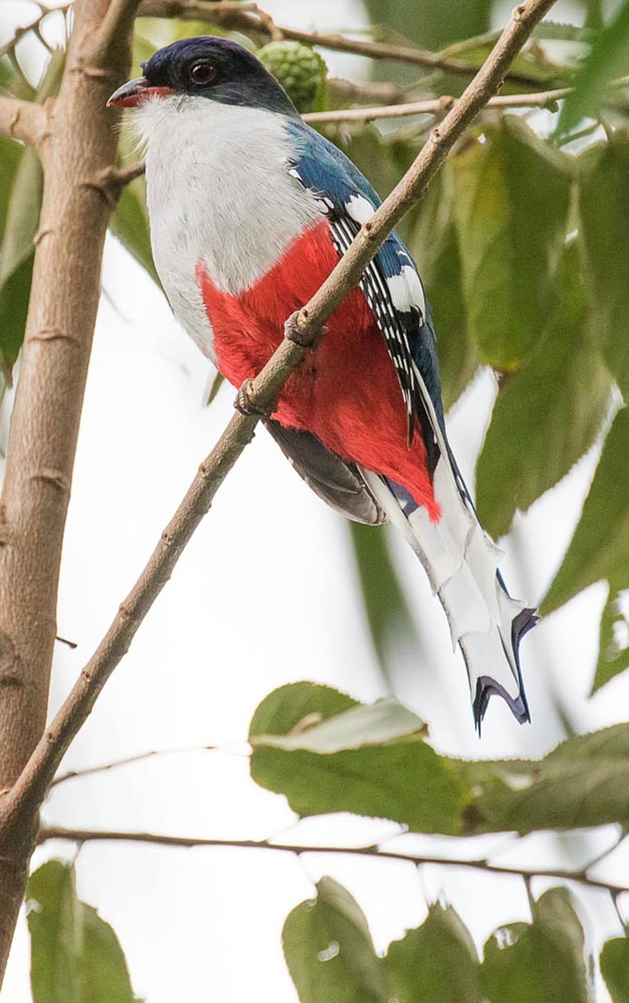 bird, wildlife, nature, tree, outdoors, tocororo, cuba, vertebrate