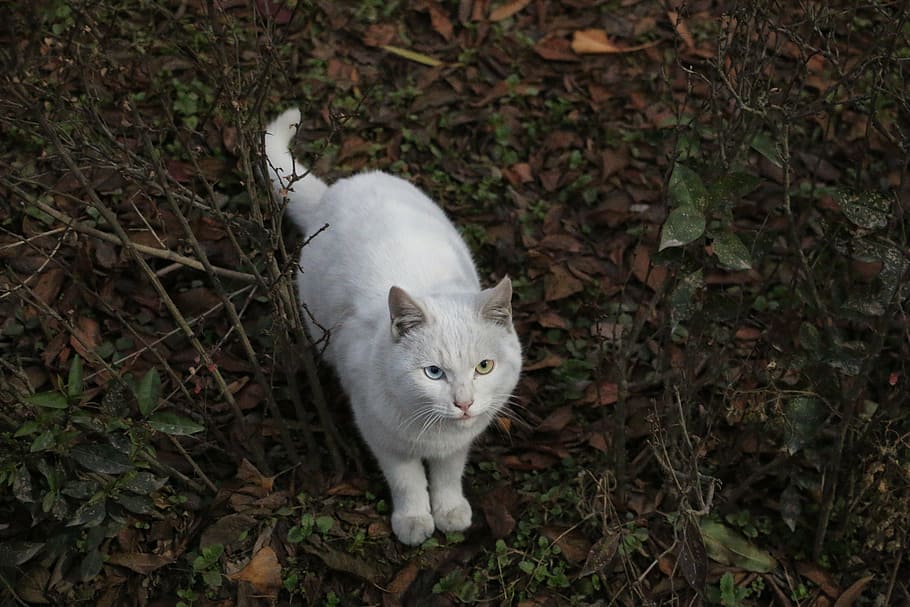 mao, white, at dusk, pets, domestic, cat, animal themes, domestic animals HD wallpaper