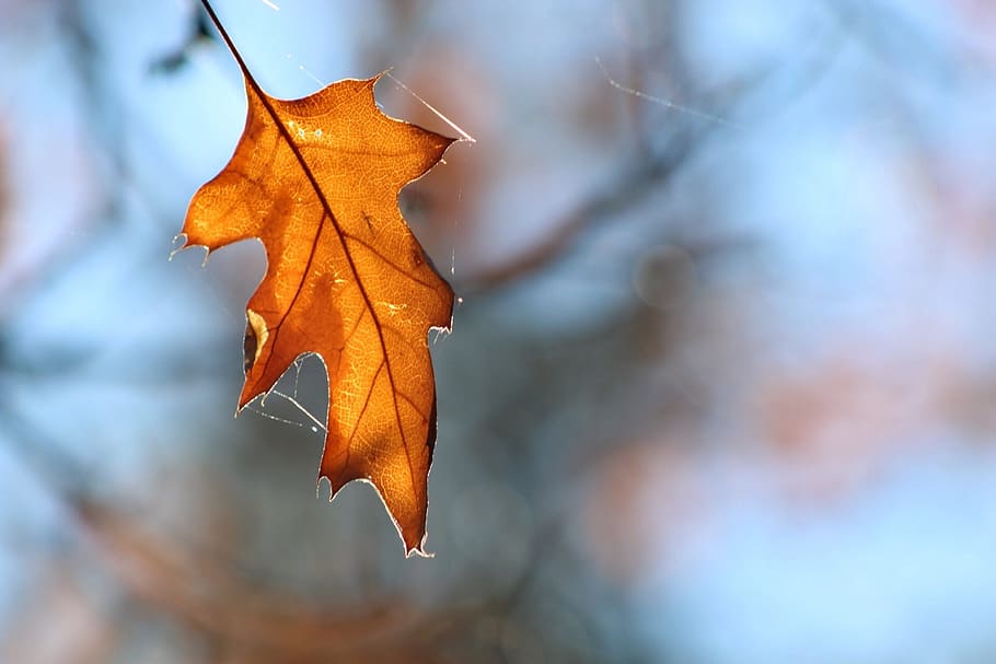 leaf, outdoors, nature, fall, tree, season, flora, autumn, plant part HD wallpaper
