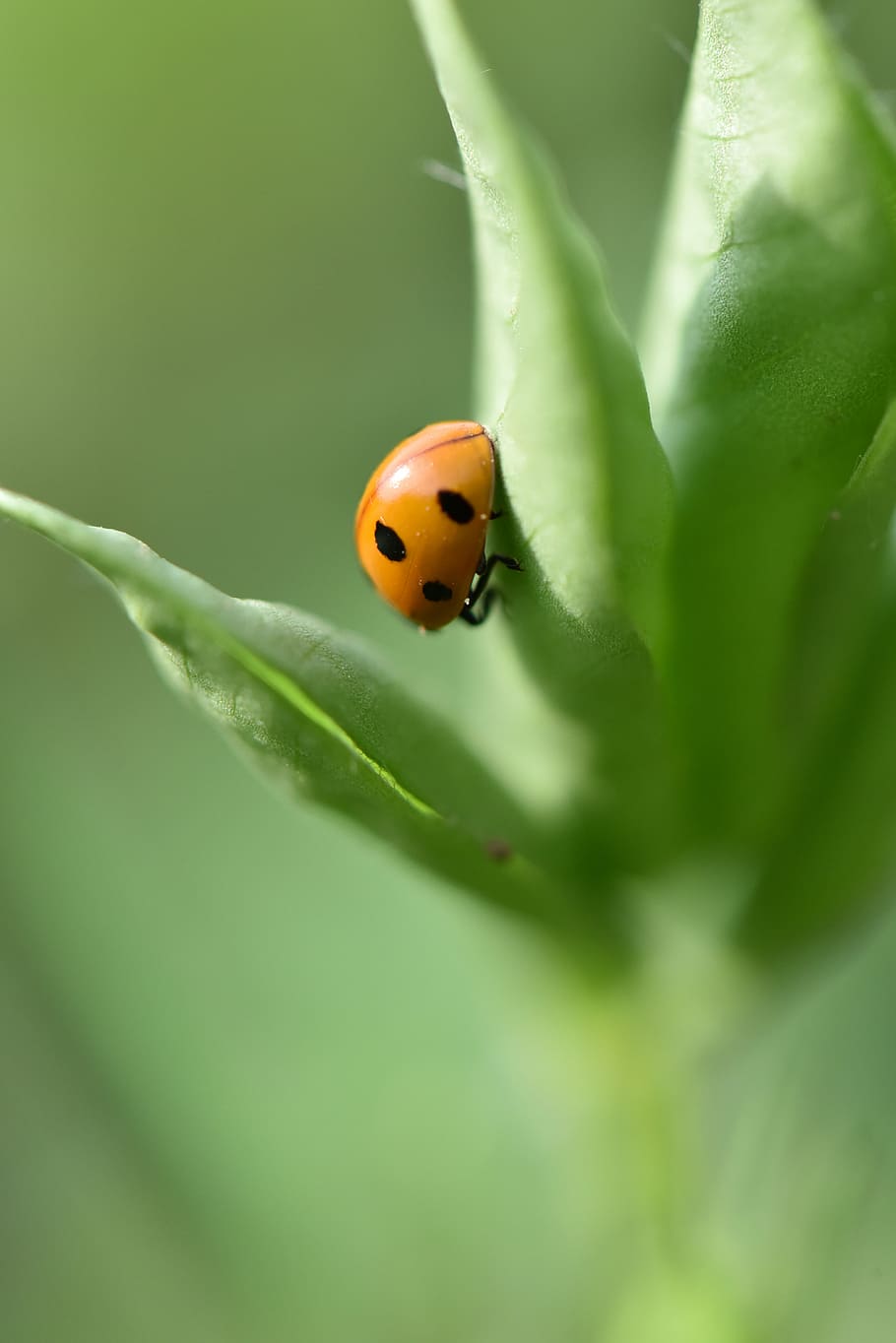 ladybug, peanut, peanut pests, beetle, one animal, animal themes HD wallpaper