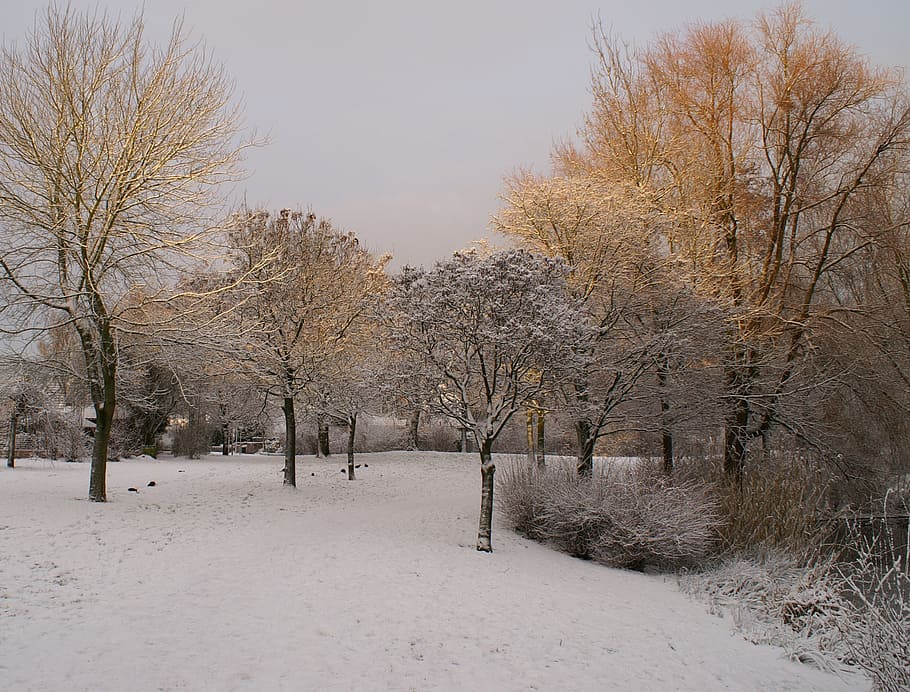 snow, winter, park, trees, sunlight, cold temperature, plant HD wallpaper