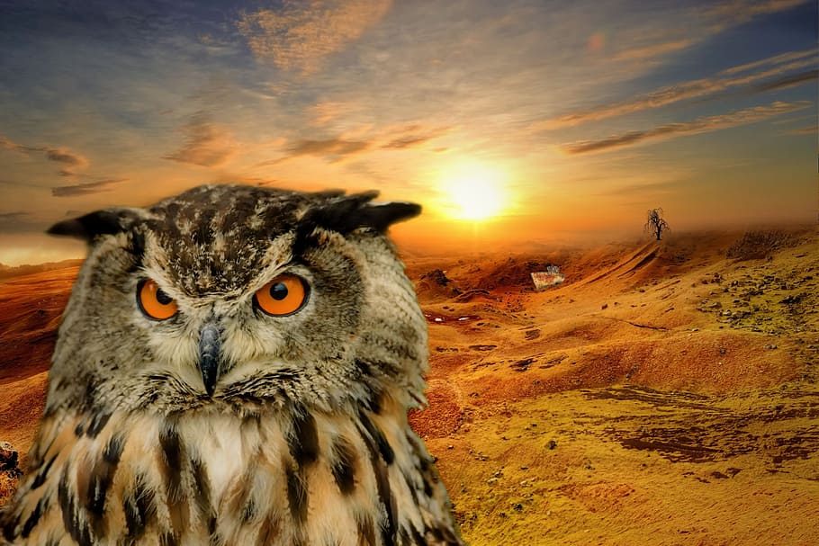 closeup photo of brown owl with sun as background, Landscape, HD wallpaper